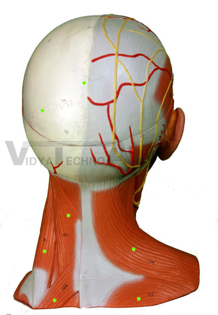 Head/Neck Muscles: Posterior